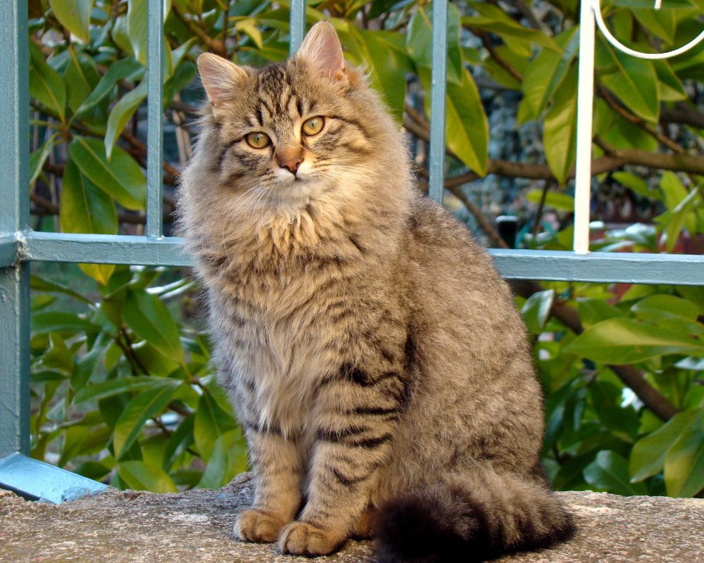Pourquoi mon chat vomit Image