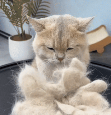 Brosse anti-poil pour chat