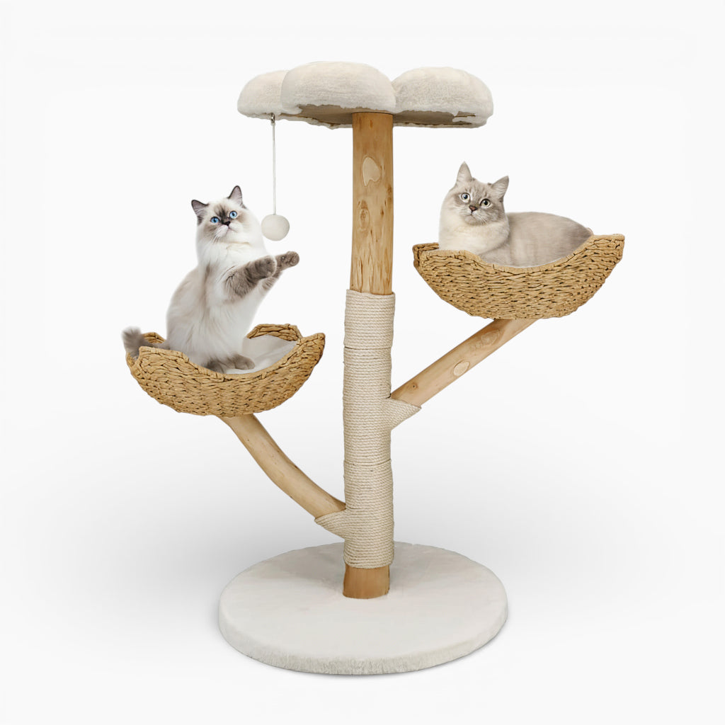 Arbre à Chat - Jasmin