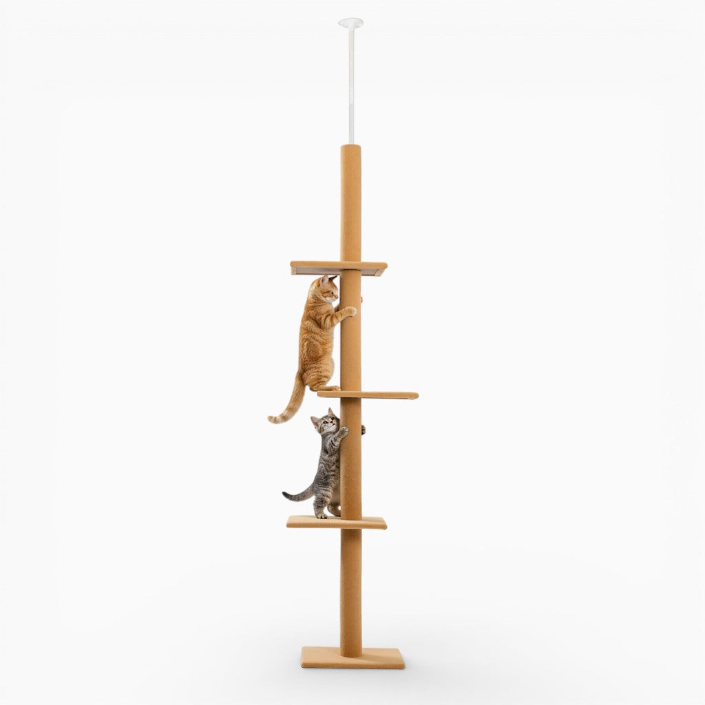 Arbre à Chat - Rio