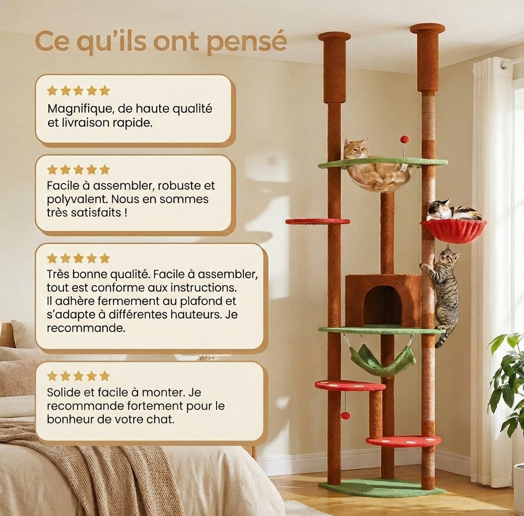 Arbre à Chat - Olmo