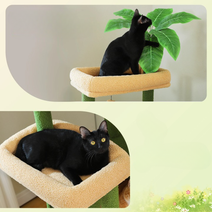 Arbre à Chat - Pacha