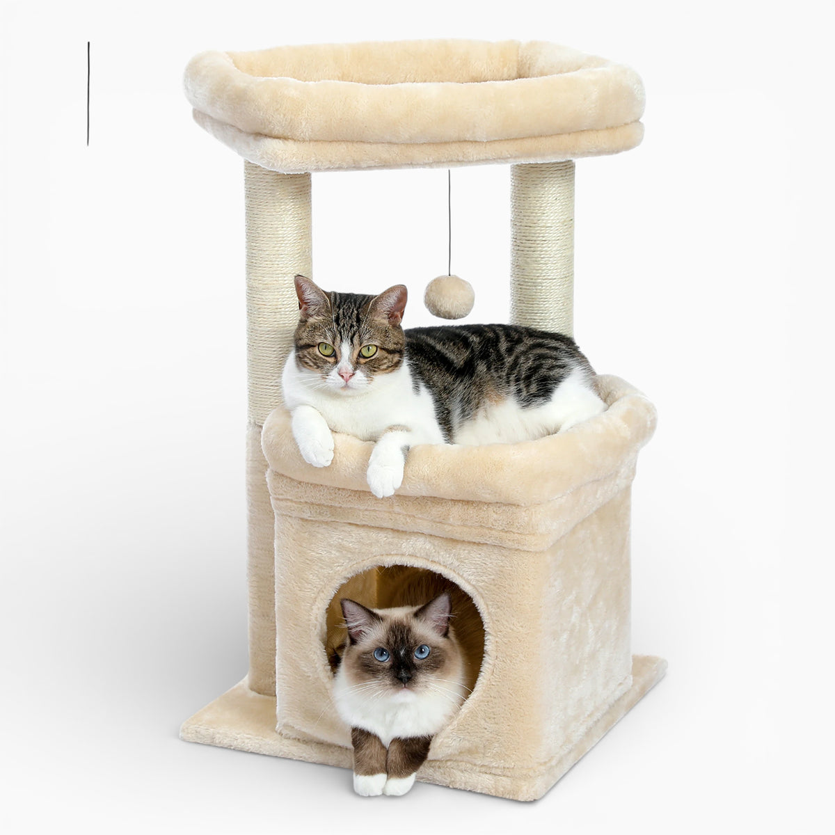 Arbre à Chat - Tango