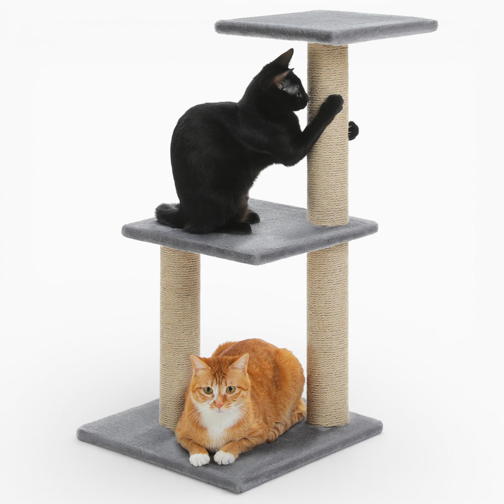 Arbre à Chat - Platon