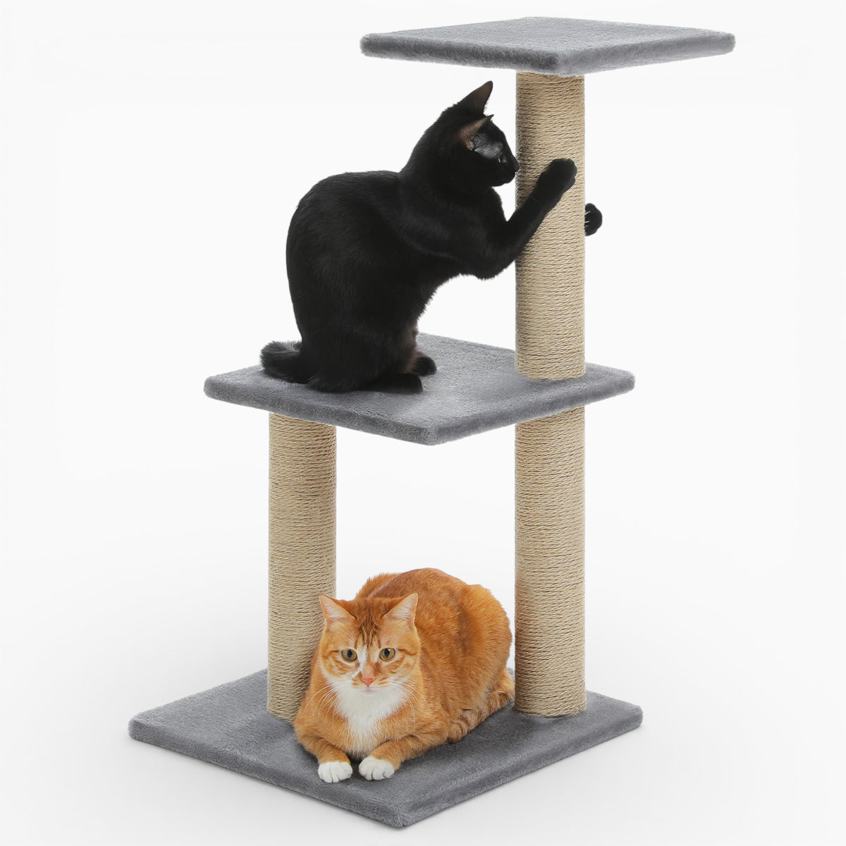 Arbre à Chat - Platon