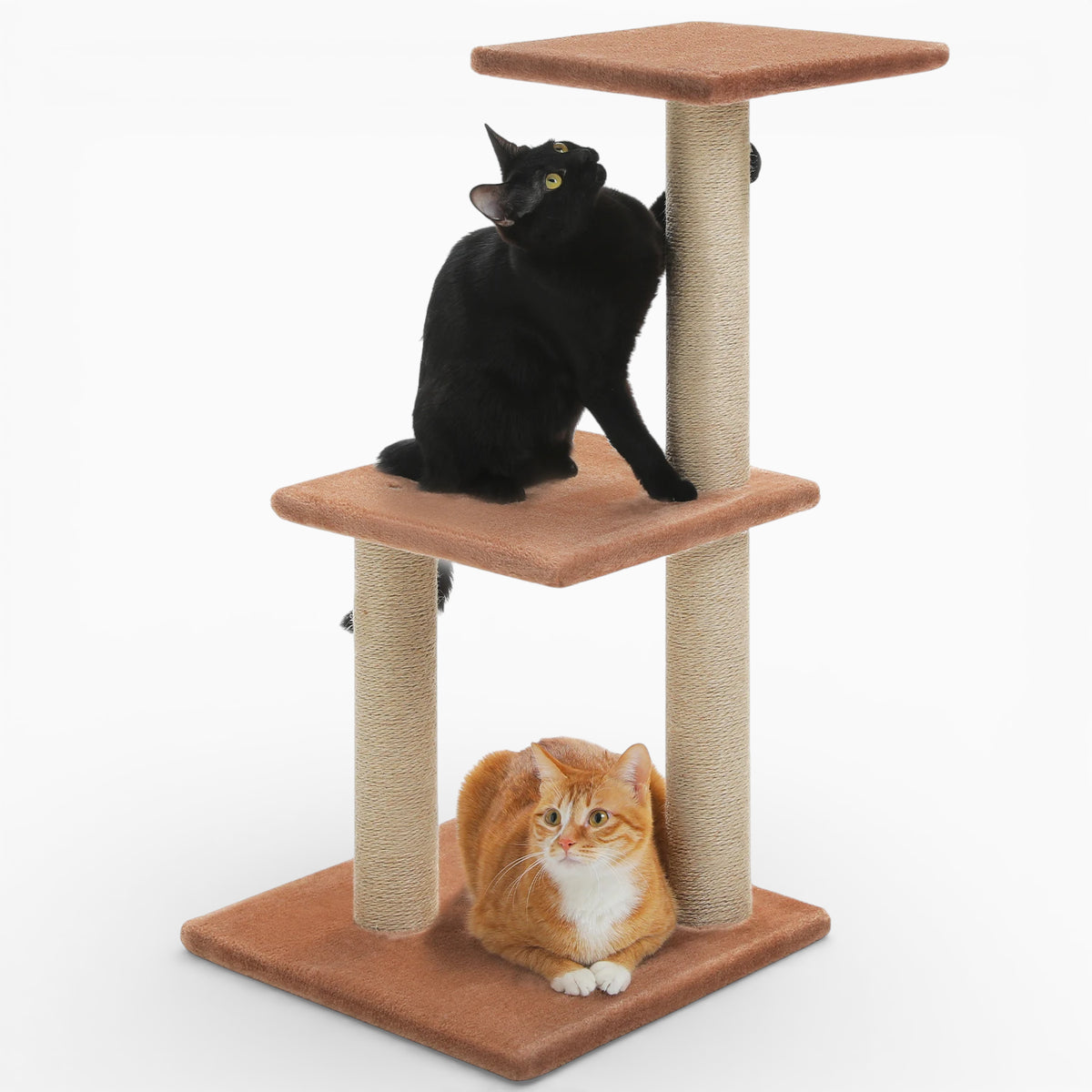 Arbre à Chat - Platon