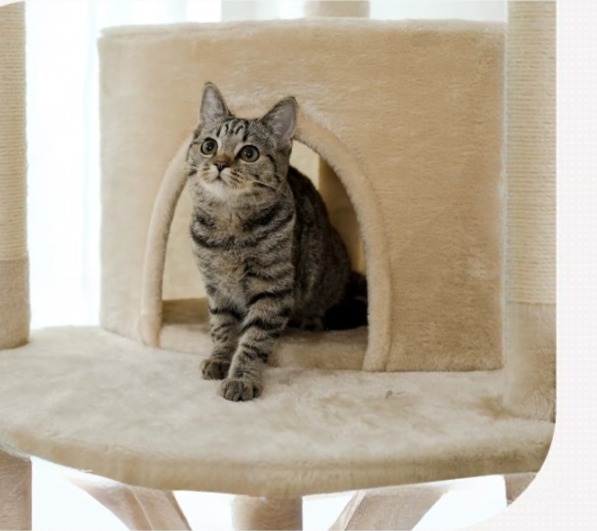 Arbre à chat beige du sol au plafond avec griffoirs, hamac et condo douillet