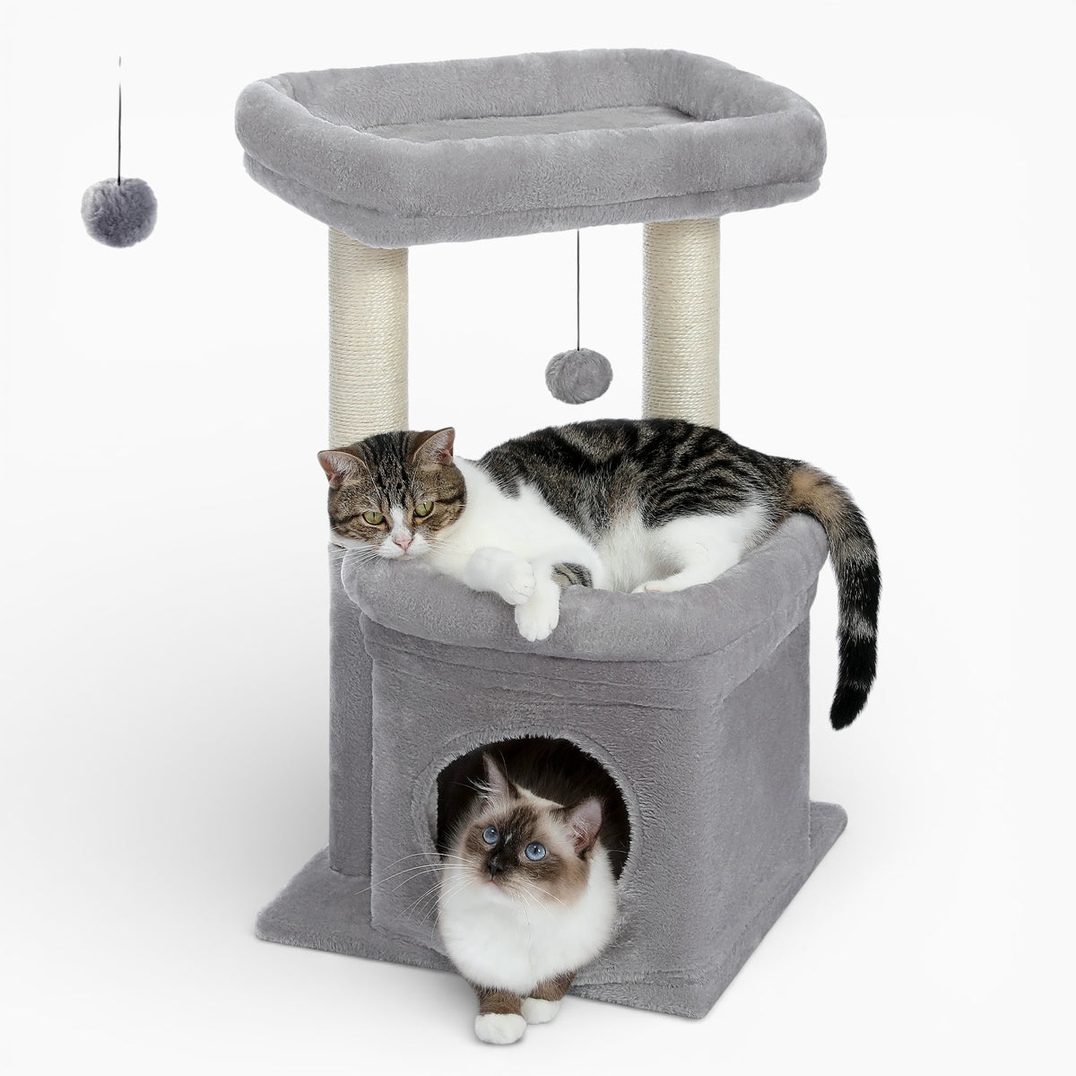 Arbre à Chat - Tango